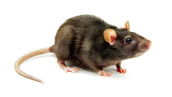 Why you need to pre-order X on the iPhone immediately after the presentation Why you need to pre-order X on the iPhone immediately after the presentation